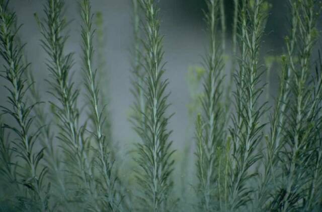Rosemary