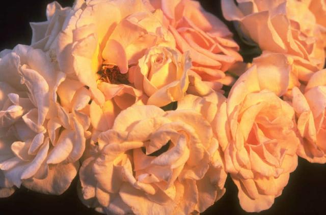 Roses 