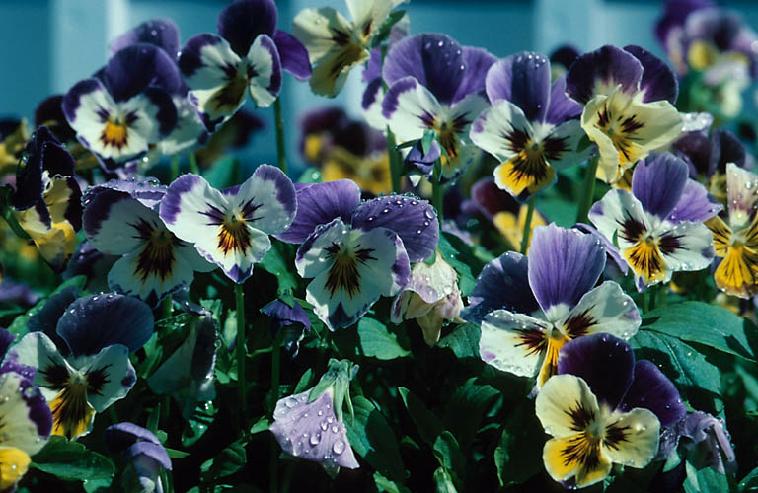 Pansies