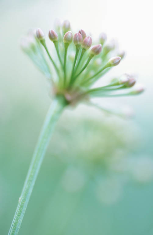 Chive Blossom