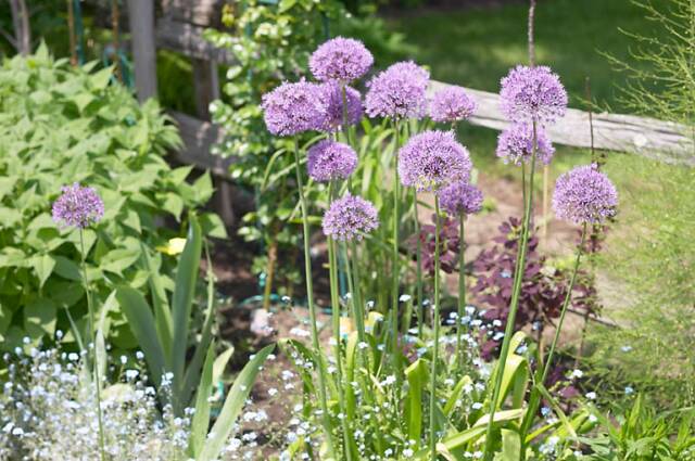 Chives